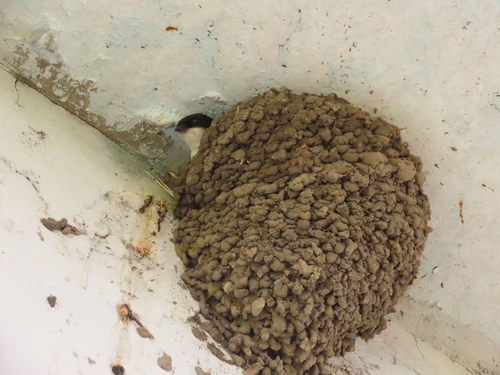 Western House Martin