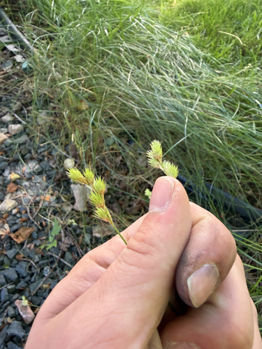 pointed broom sedge