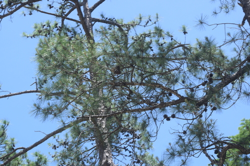 Pinus serotina