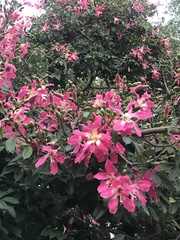 Ceiba speciosa