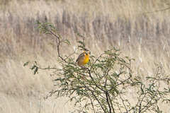 Sturnella magna lilianae