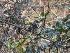 Emberiza personata