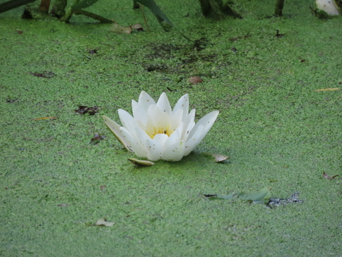 white water lily