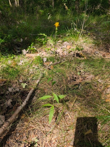 Hieracium laevigatum, 2026-07-14