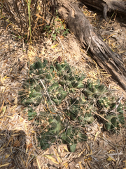 Coryphantha macromeris runyonii