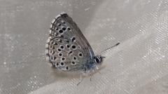 Pseudophilotes panoptes