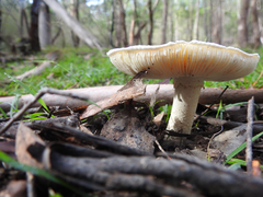 Amanita ananiceps