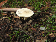 Amanita ananiceps