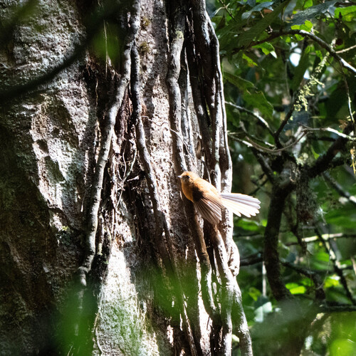 Rhipidura atra observed 2026-06-18