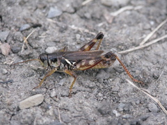 Melanoplus fasciatus
