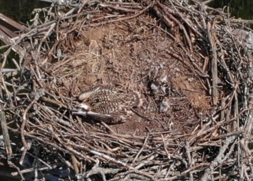 Osprey
