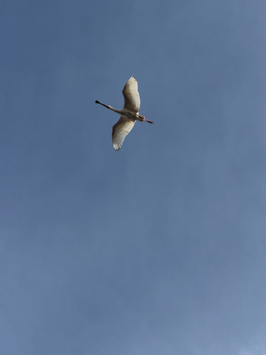 iNaturalist image