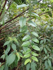 Smilax bracteata