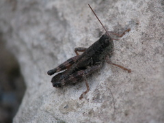 Melanoplus montanus