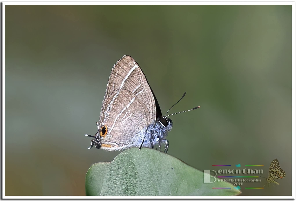 Teratozephyrus hecale
