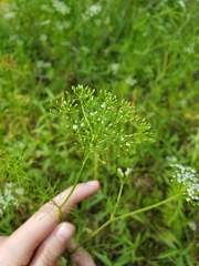 Ptilimnium
