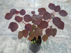 Euphorbia cotinifolia