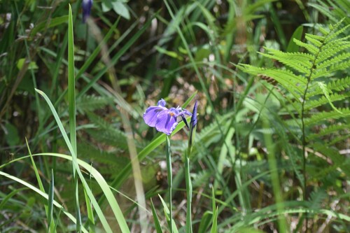 Iris tridentata
