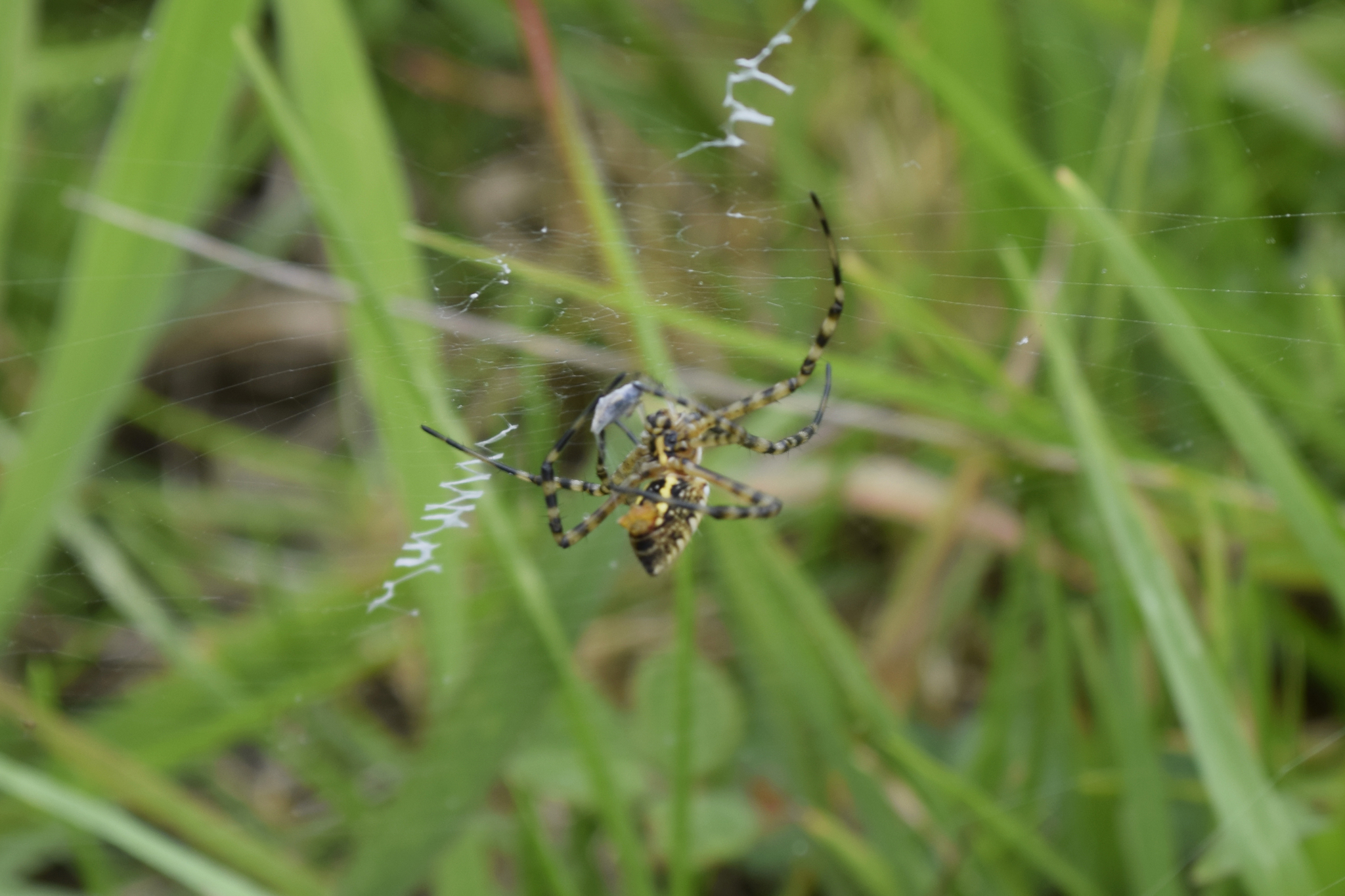 Argiope image