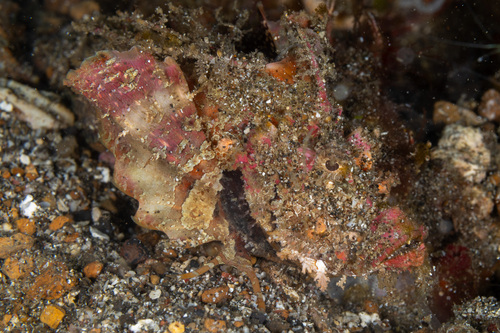Inimicus didactylus observed 2026-07-14