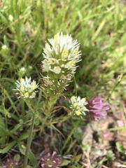 Castilleja densiflora