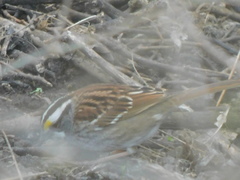 Zonotrichia albicollis