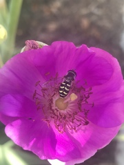 Eupeodes volucris