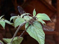 Rhionaeschna obscura