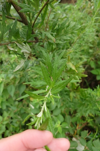 Artemisia indica, photograph 3