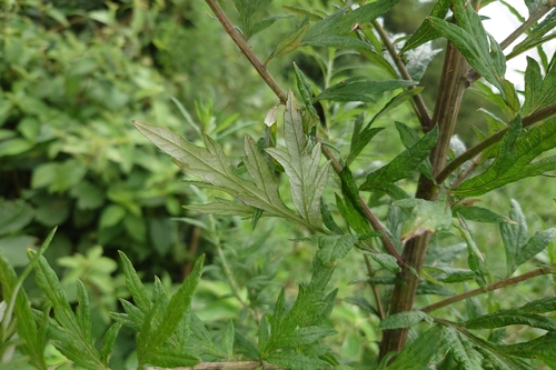 Artemisia indica, photograph 4