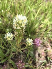 Castilleja densiflora