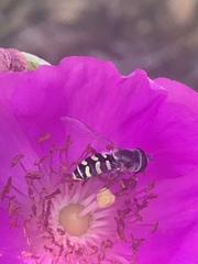 Eupeodes volucris