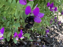 Xylocopa