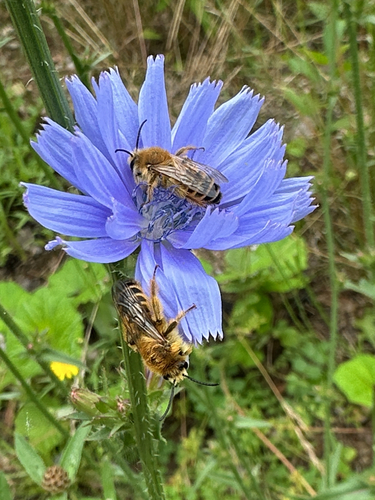 Common Pantaloon Bee