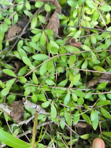 Stringy Stonecrop