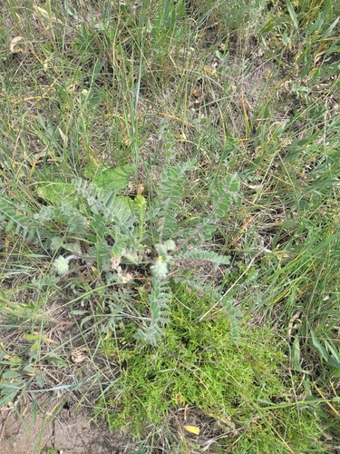 Astragalus dasyanthus, photograph 1