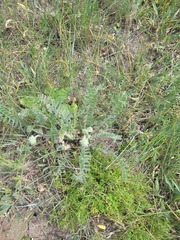 Astragalus dasyanthus