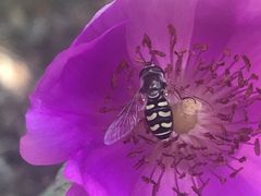 Eupeodes volucris