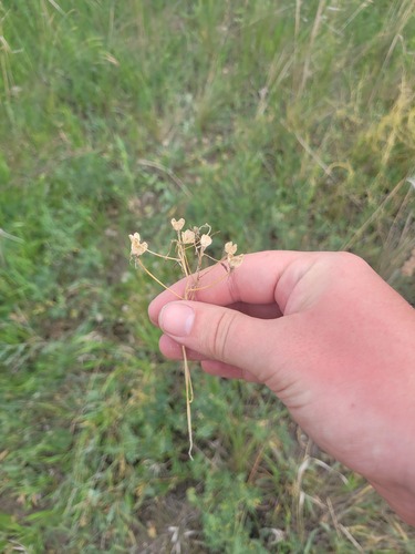 Ornithogalum orthophyllum, photograph 2
