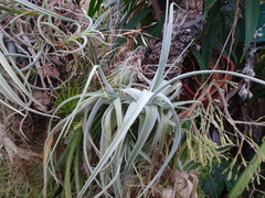 Tillandsia gardneri