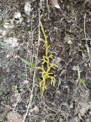 Lycopodiales