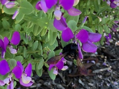 Xylocopa