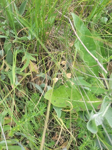 Ornithogalum orthophyllum, photograph 1