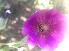 Eupeodes volucris