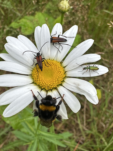 Black-striped Longhorn Beetle