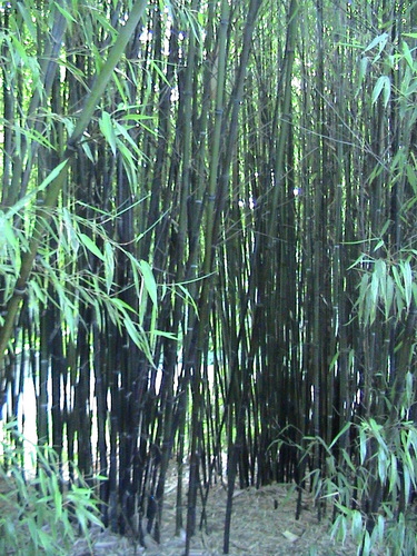 Stone Bamboo (Phyllostachys angusta)