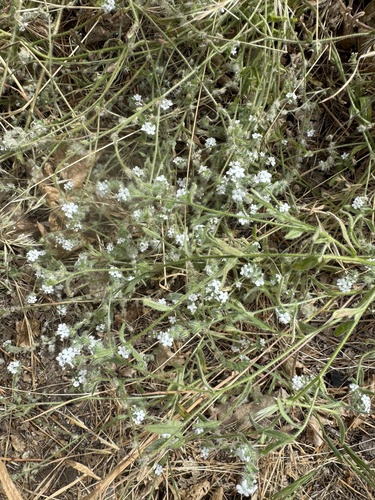 Cryptantha intermedia observed 2026-07-12