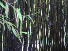 Phyllostachys angusta