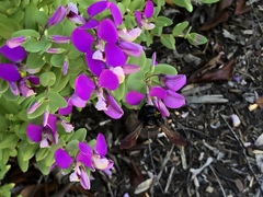 Xylocopa