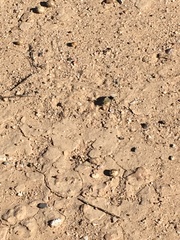 Dasymutilla magna